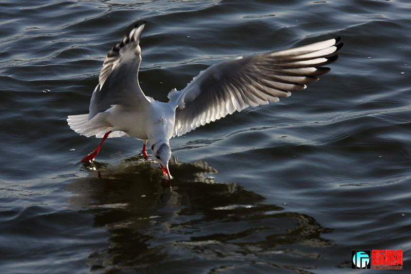 20090123_25bf268dd73dc41739c7vHyTWl5rzbNQ.jpg