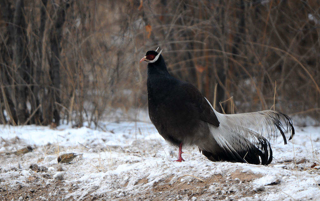 DSC_0004  1.jpg
