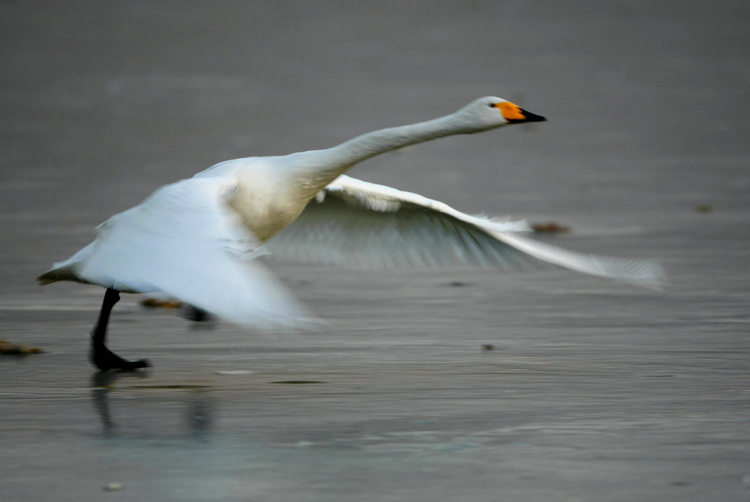 _C9J3580.jpg