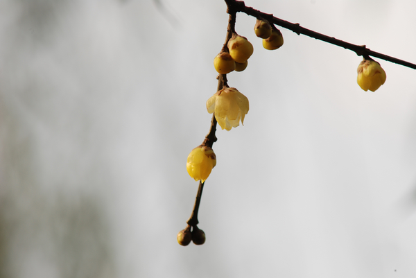 DSC_7303.jpg