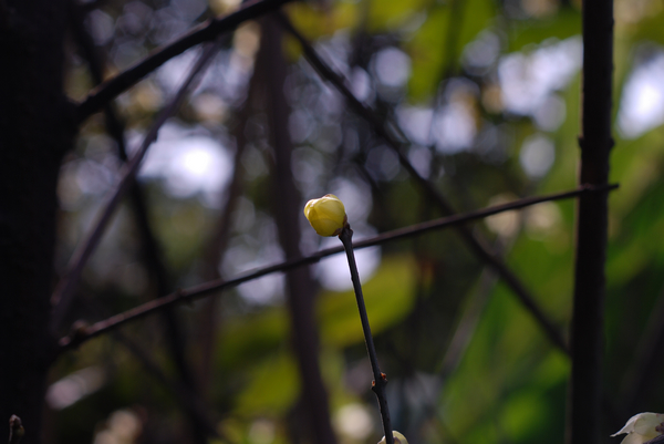 DSC_7305.jpg