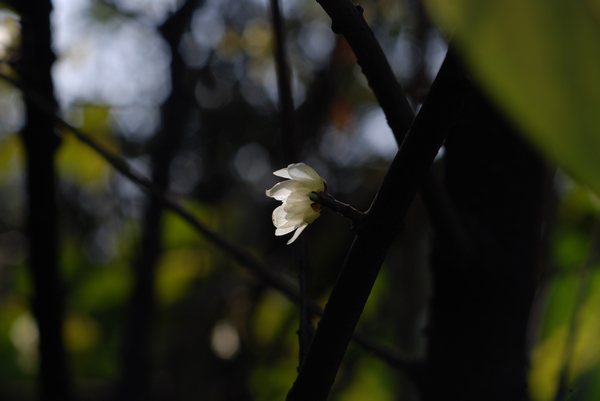 DSC_7307.jpg