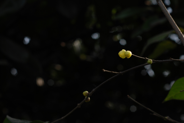 DSC_7312.jpg