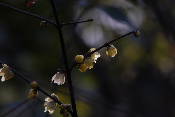 DSC_7333.jpg