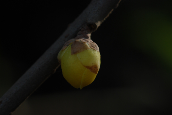 DSC_7339.jpg