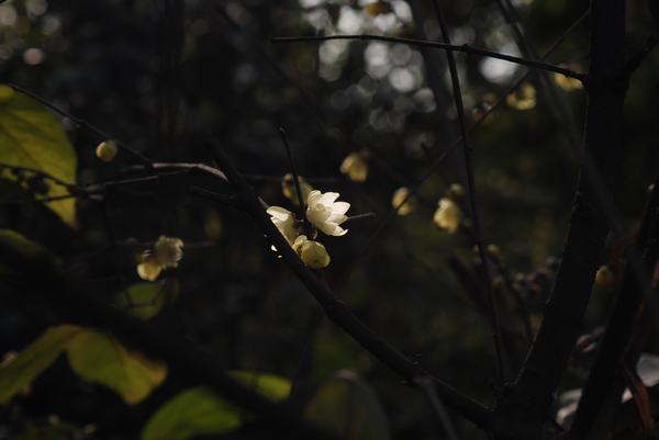 DSC_7344.jpg