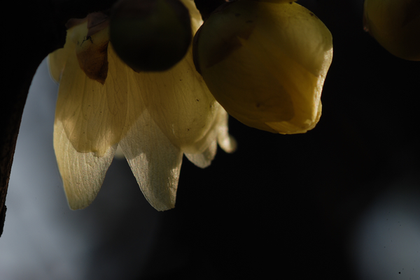 DSC_7345.jpg
