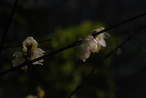 DSC_7357.jpg