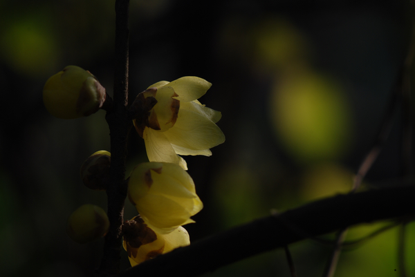 DSC_7359.jpg