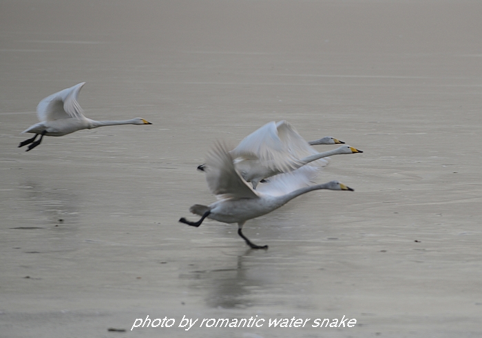 DSC_0421.jpg