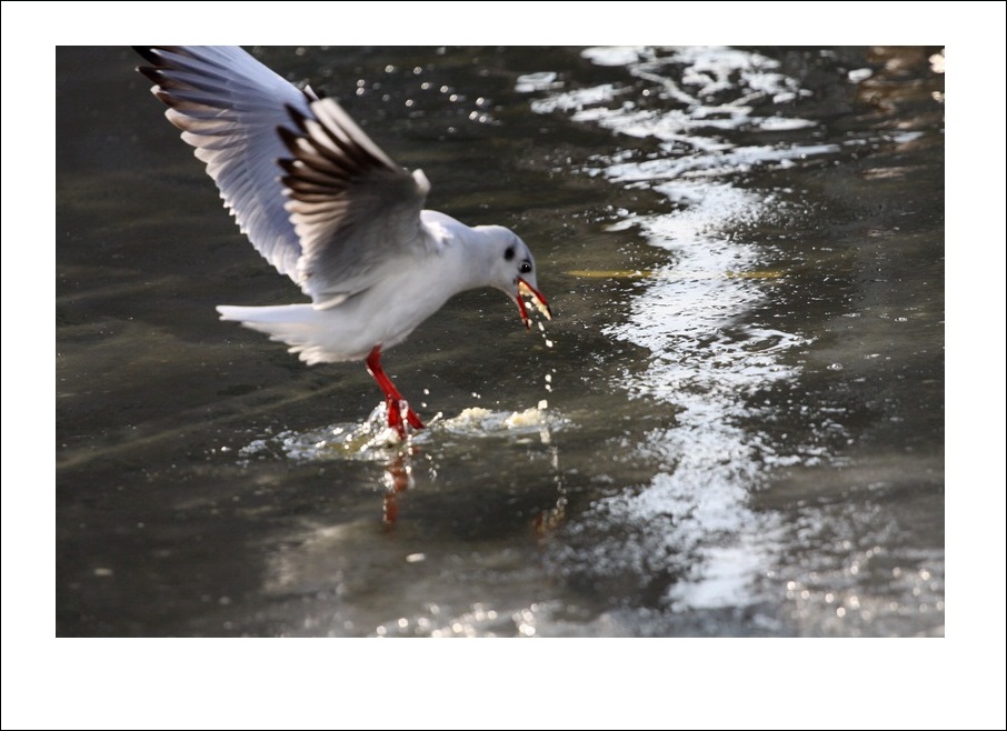 IMG_8981bb.jpg