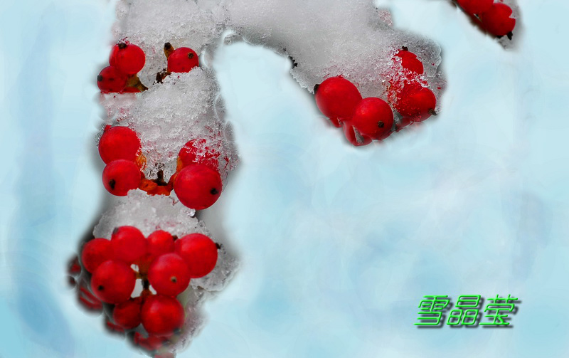 雪晶影.jpg