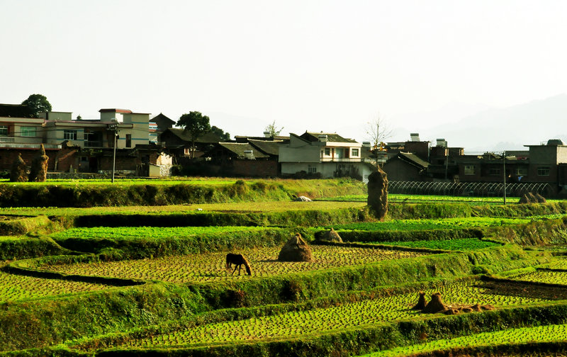 DSC_6515.jpg