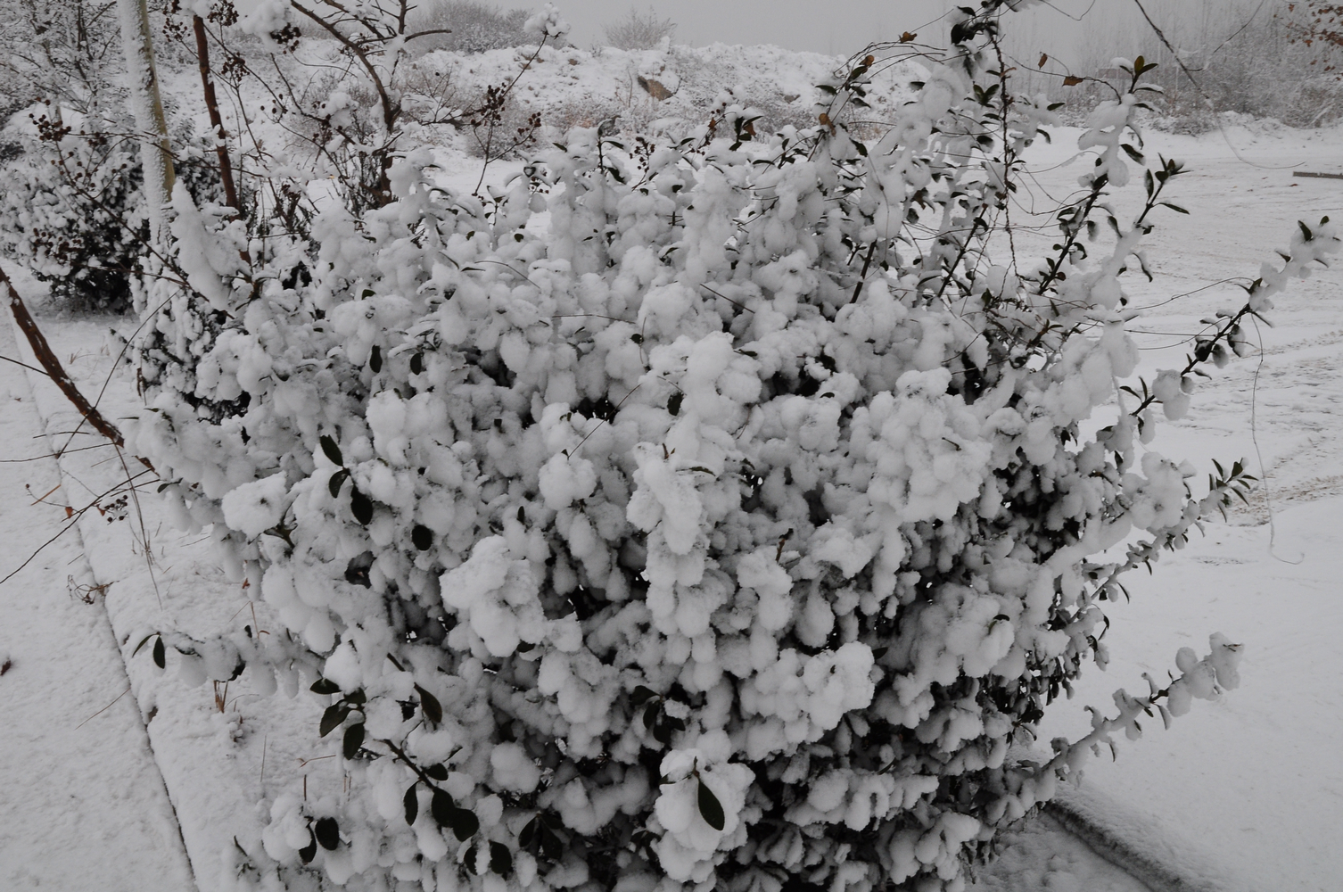 DSC_0055-3.jpg
