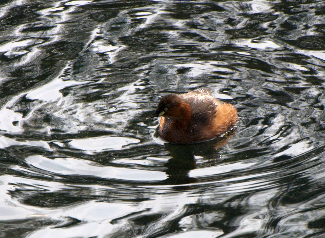 DSC_0118.jpg