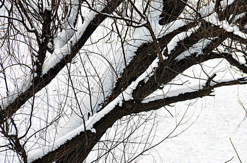 DSC_1532.jpg