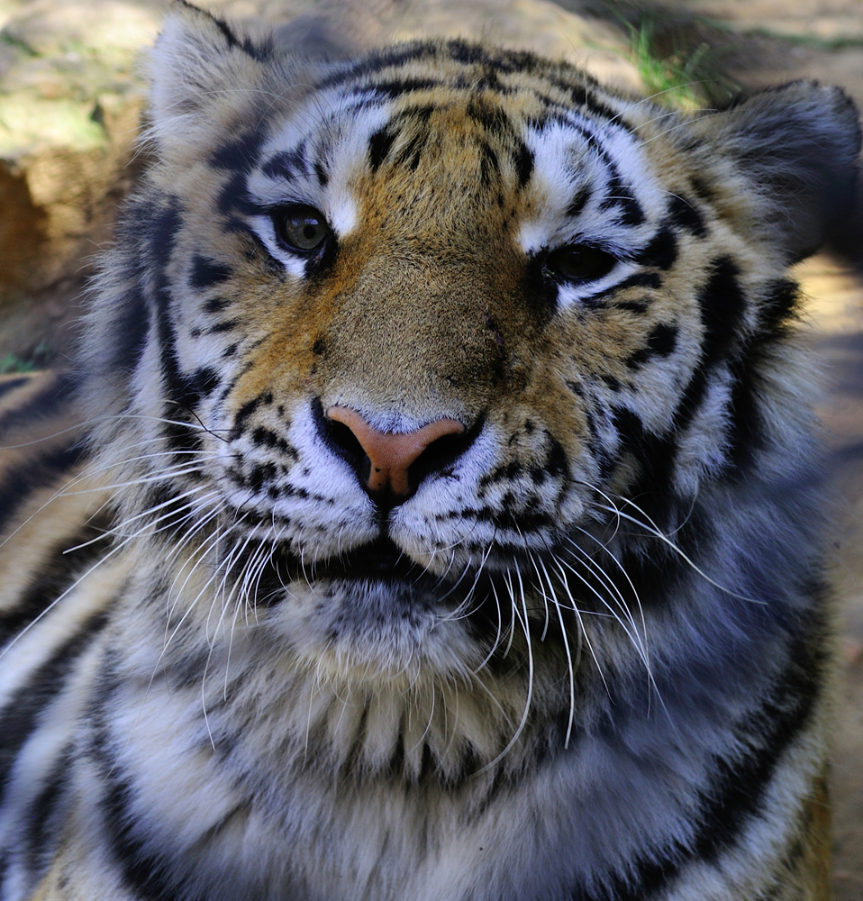 DSC_2370.jpg
