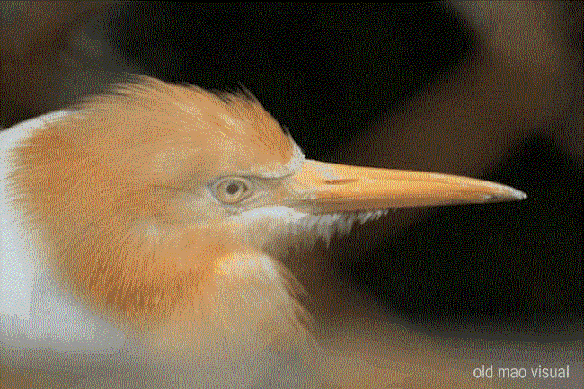 ƿ.gif