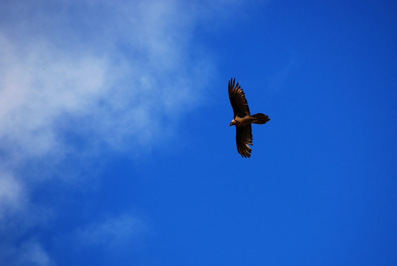 DSC_0445.jpg
