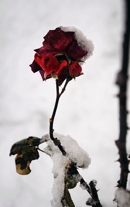 DSC_0053.JPG