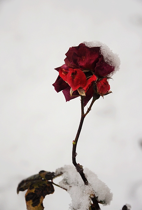 DSC_0050.JPG