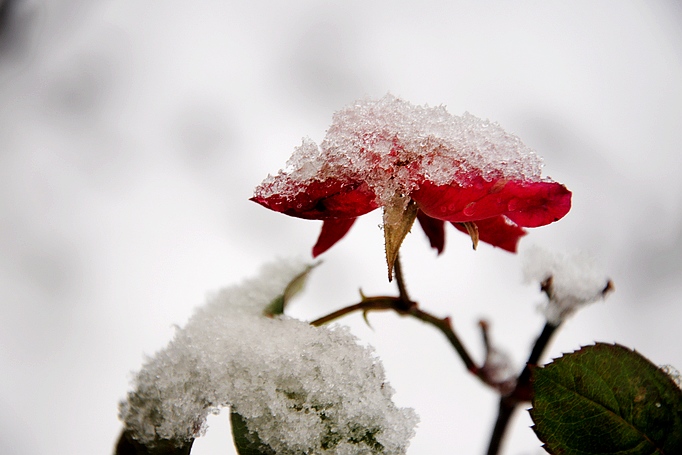 DSC_0018.JPG