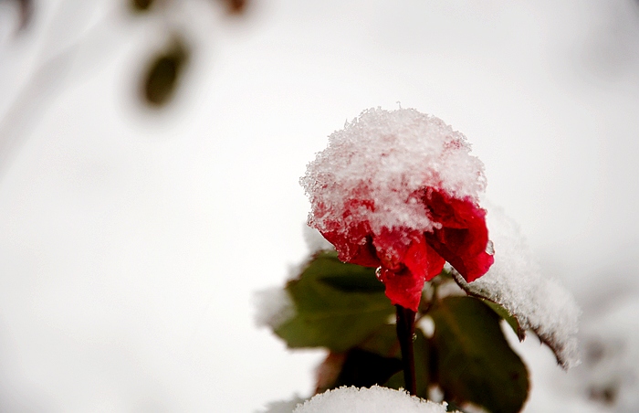 DSC_0030.JPG