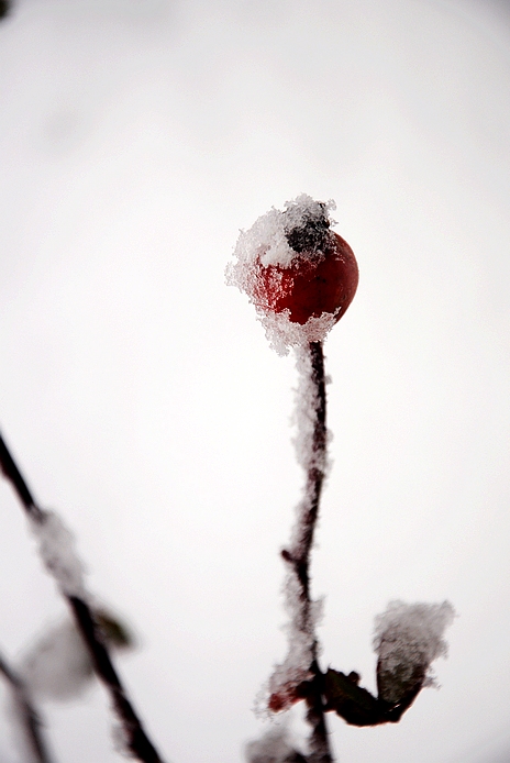 DSC_0013.JPG