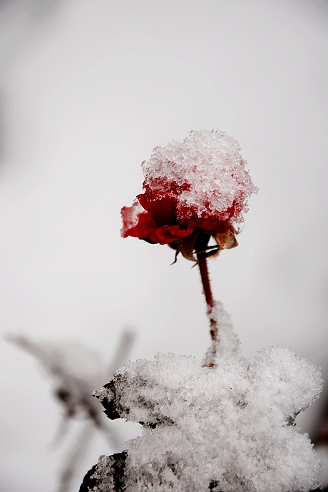 DSC_0036.JPG