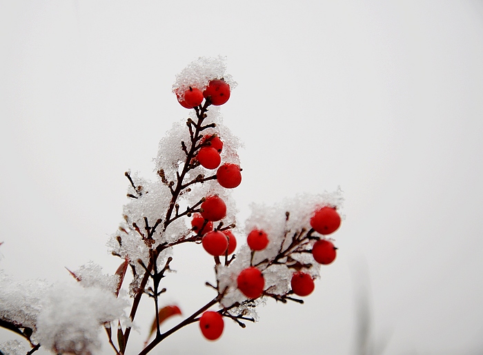 DSC_0009.JPG