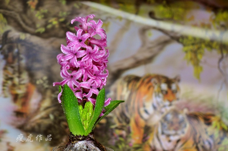 DSC_7147-xc1.jpg