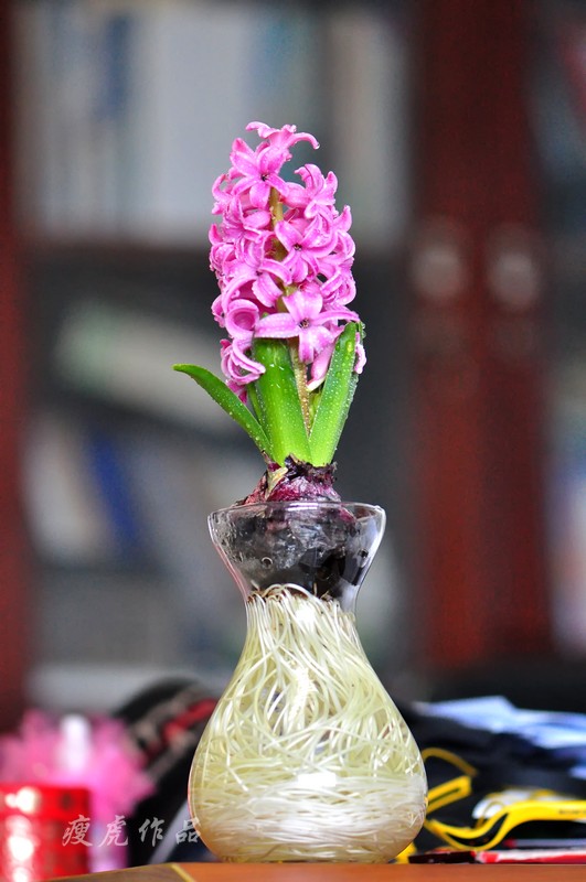 DSC_7108-xc1.jpg