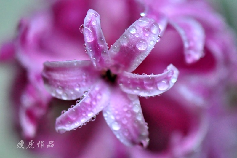 DSC_7066-xc1.jpg