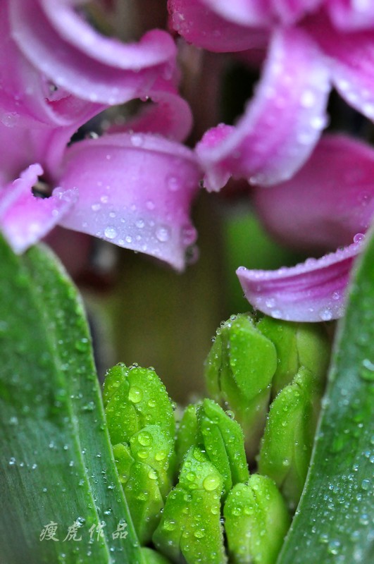DSC_7083-xc1.jpg