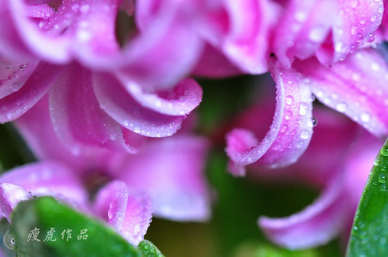 DSC_7081-xc1.jpg