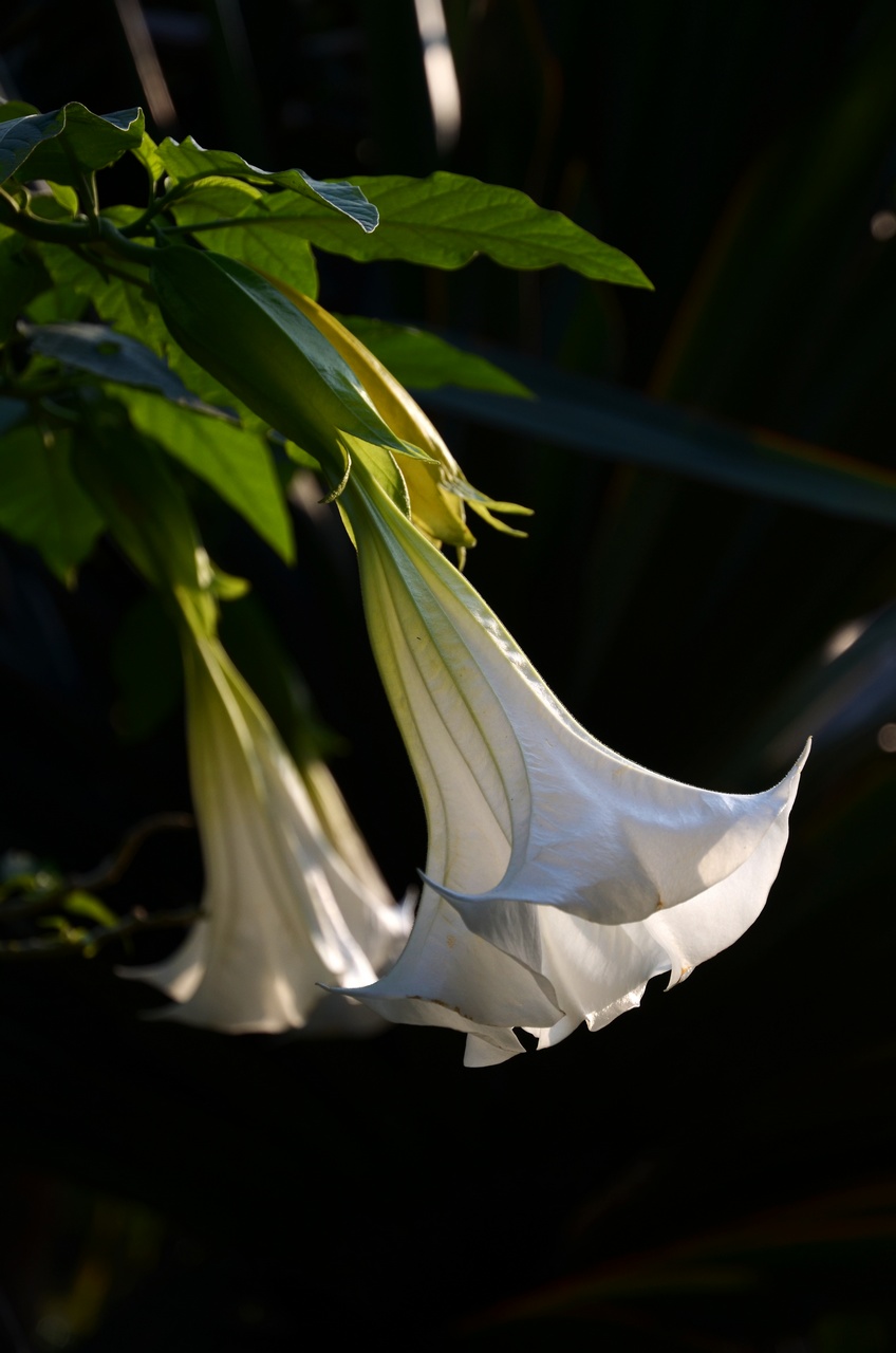 DSC_1824.jpg