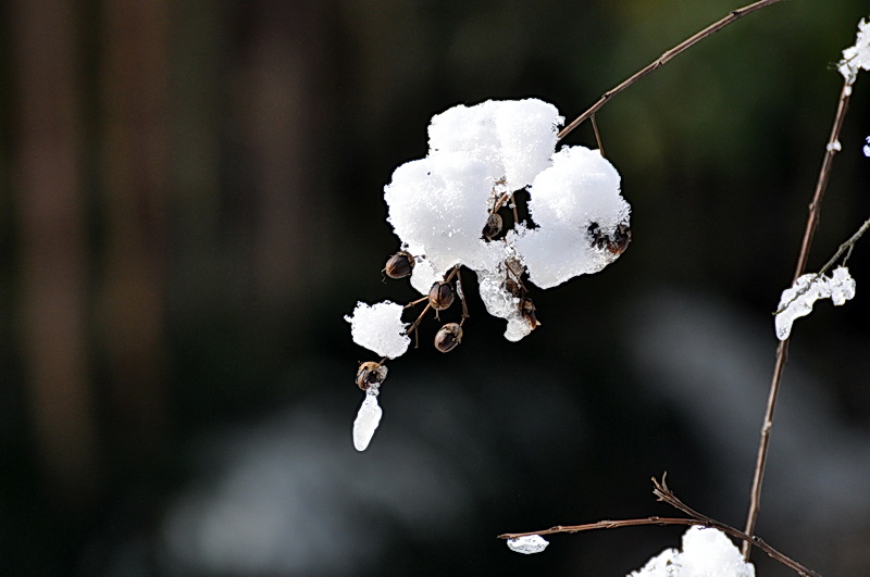 DSC_0332AA.jpg
