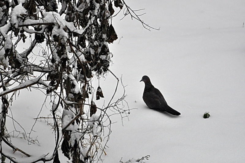 DSC_0439AA.jpg