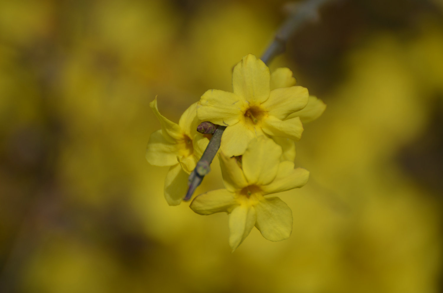 DSC_7047_.JPG