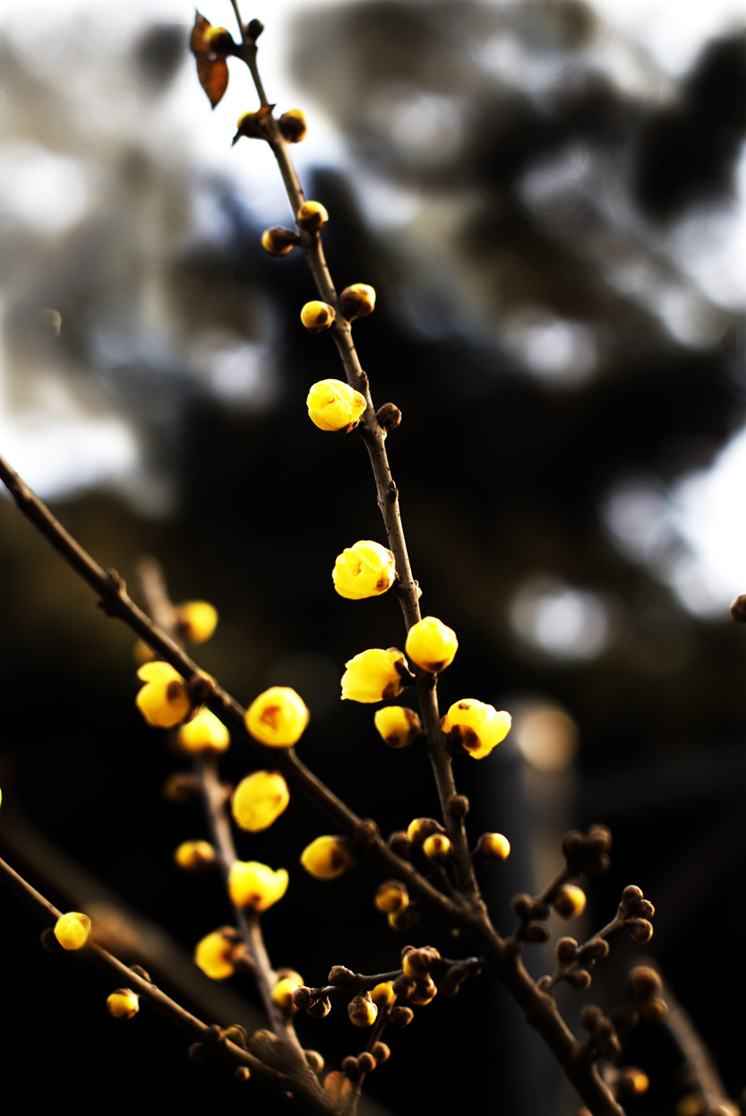 DSC_0168.jpg