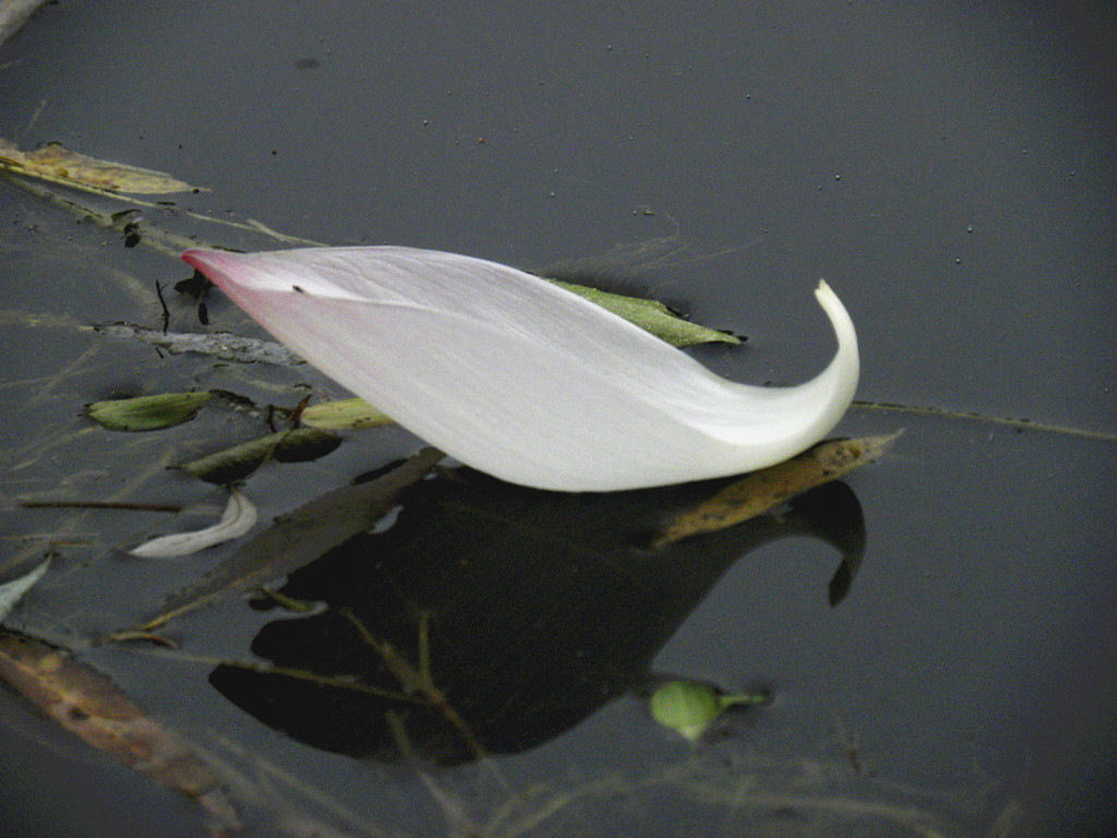 DSCN5425_ (2).jpg