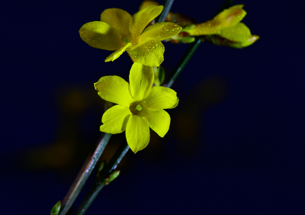 _DSC3174-1_.jpg