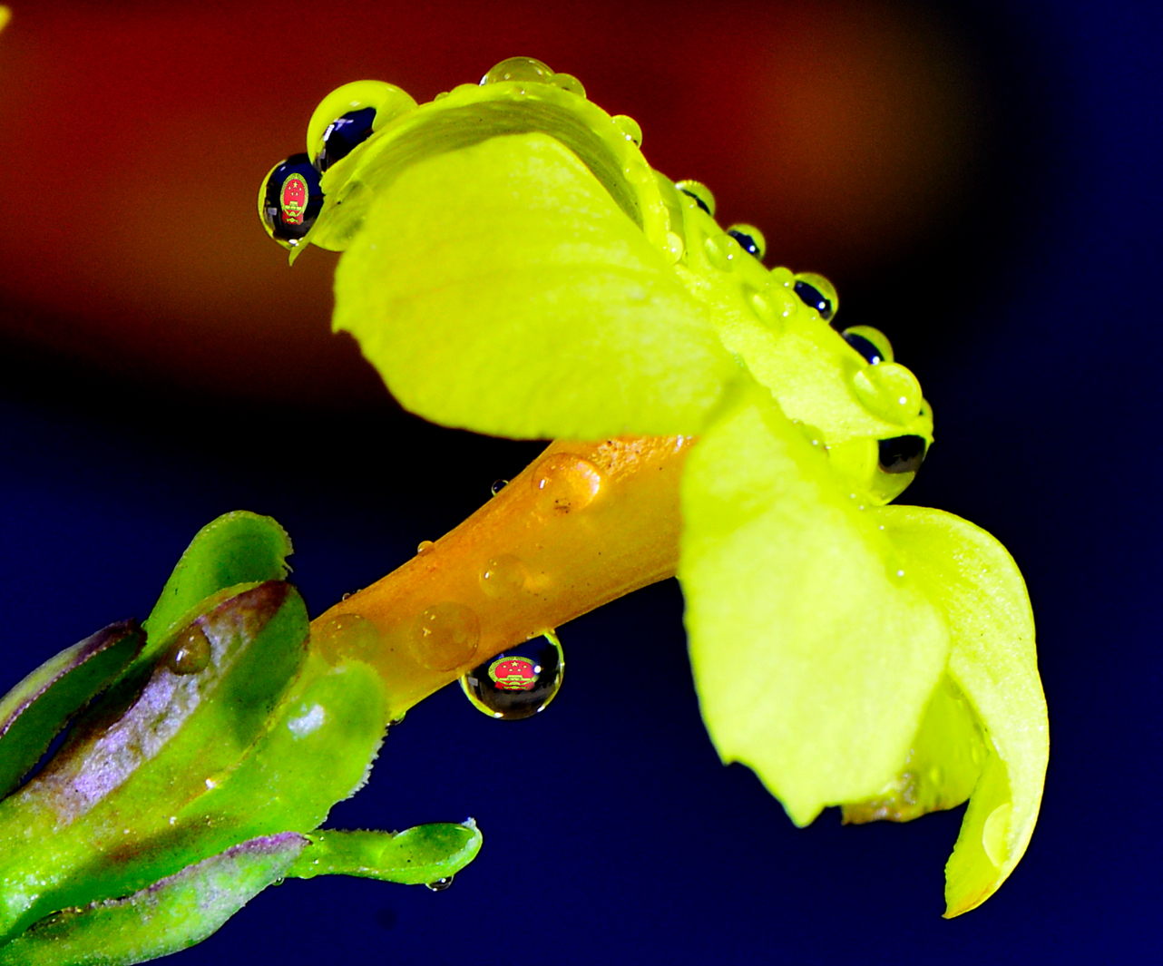 _DSC3117-1_.jpg
