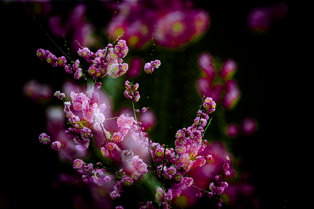 _N6A5183-1x.jpg