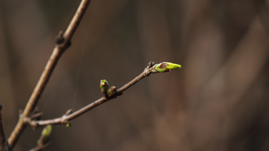 2013-03-08-64.jpg