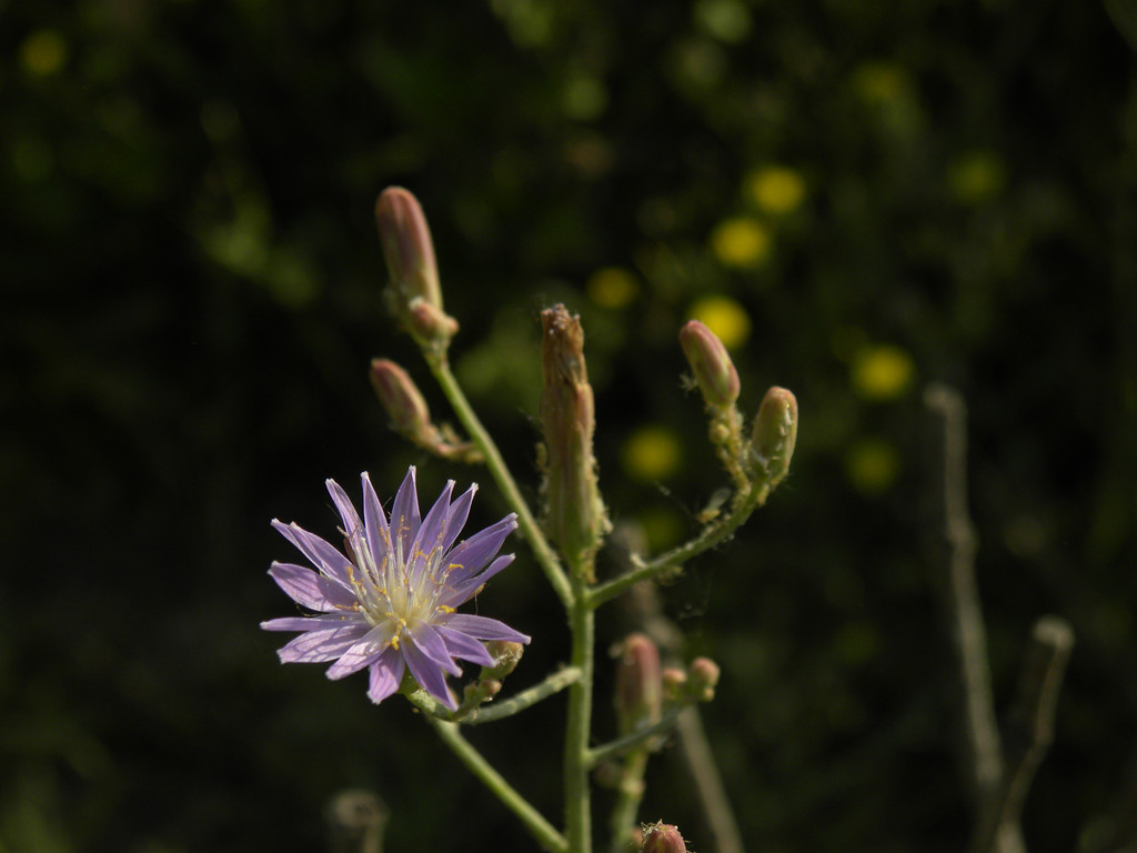DSCN5405_.jpg
