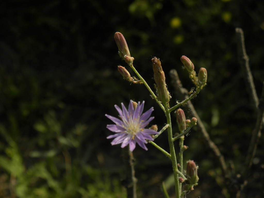DSCN5401_.jpg