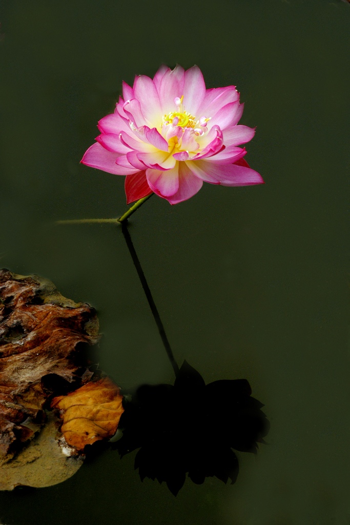 DSC_0701(腐朽与神奇）1024.jpg