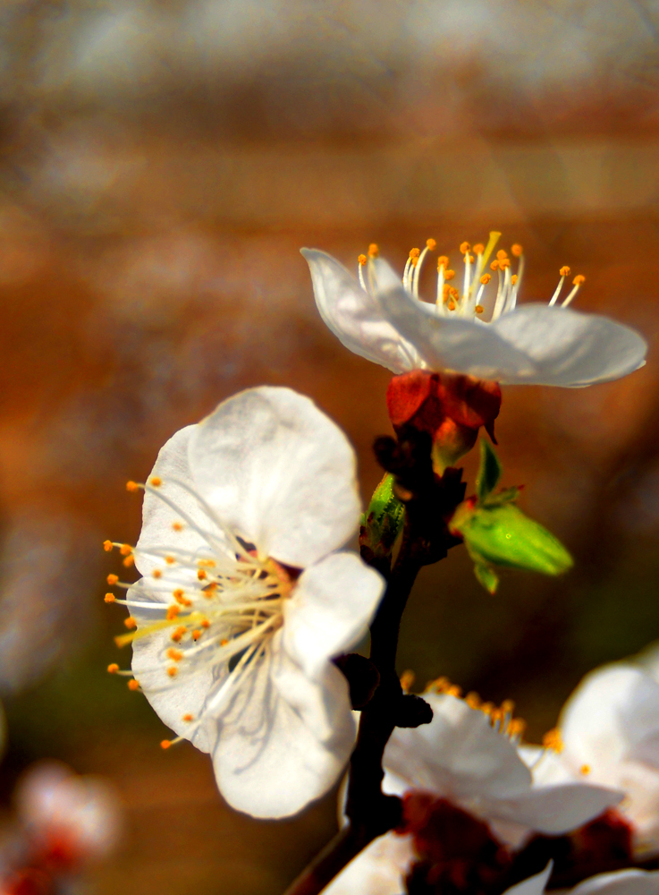 DSC_0065.JPG
