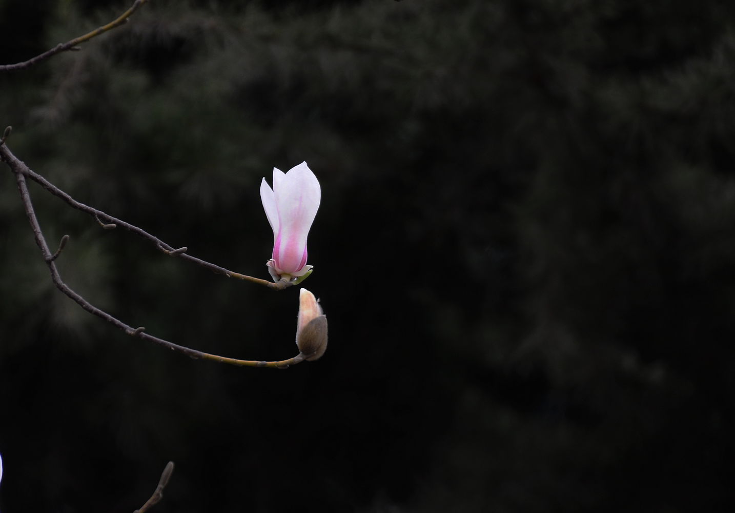 DSC_0401_.jpg